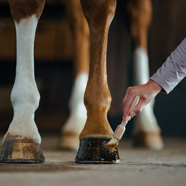 BORSTIQ - Hoof brush