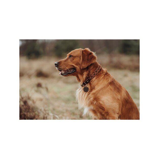 Hunter - Dogcollar Solid Education Cord M (55), dark brown/orange - (69318)