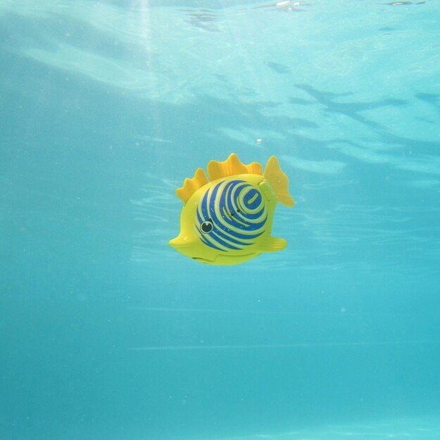 Swims - Rainbow Reef Zebra Fish - (6072505)