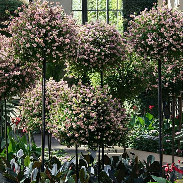 Dārza pergola, terases, metāla balsts vīteņrozēm, 50x10 cm, melns