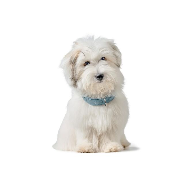 Hunter - H.HB Soho X Love - 37/XS-S - Blue