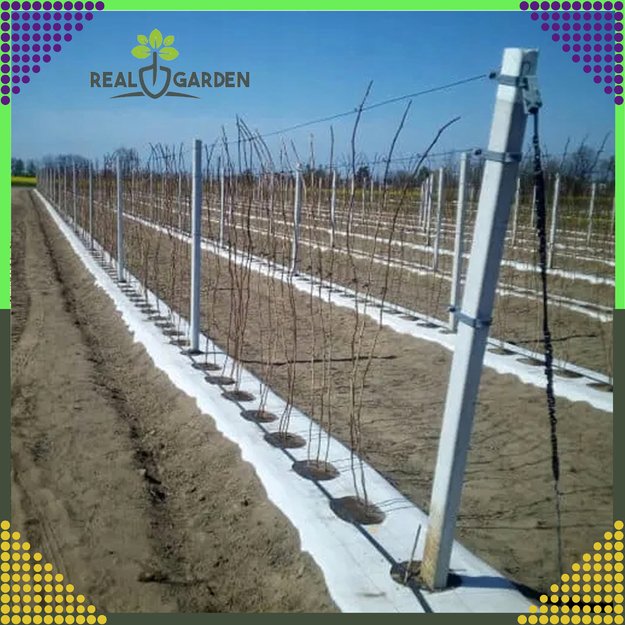 Agrowłóknina 70g 1,6x100m Biała UV Agrotkanina Mata Antychwastowa + Kotwy 19