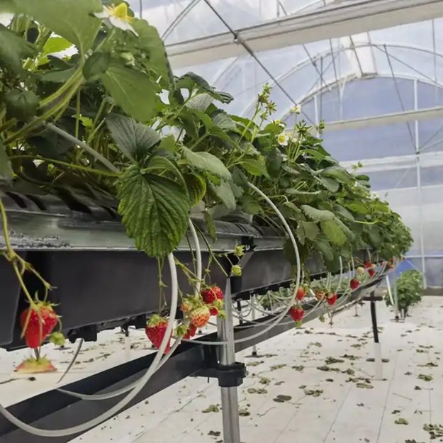 AGROWŁÓKNINA 100G 1,6x50m BIAŁA UV AGROTKANINA MATA ANTYCHWASTOWA 8