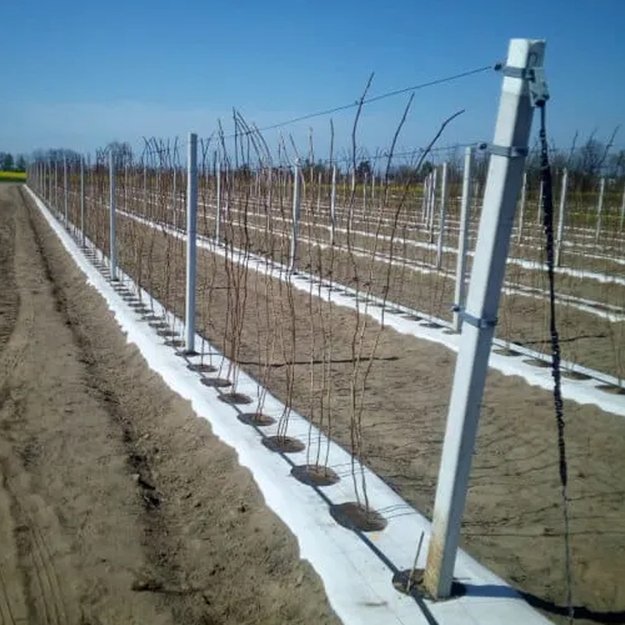 AGROWŁÓKNINA 100G 1,6x50m BIAŁA UV AGROTKANINA MATA ANTYCHWASTOWA 9