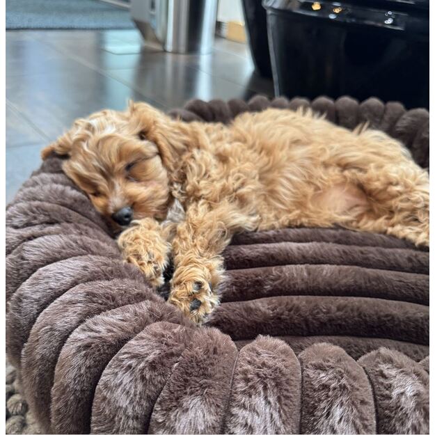 Nordic paws - Ripple Comfort Dog Bed - Espresso - L