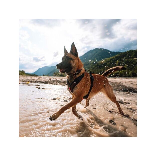 Non-Stop - Rock Harness - Black/orange - M