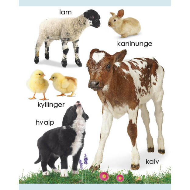 Hvem er jeg? Bondegårdsdyr