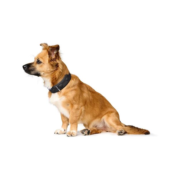 Hunter - Dog collar leather  Soho X Love - 32/XS - Black