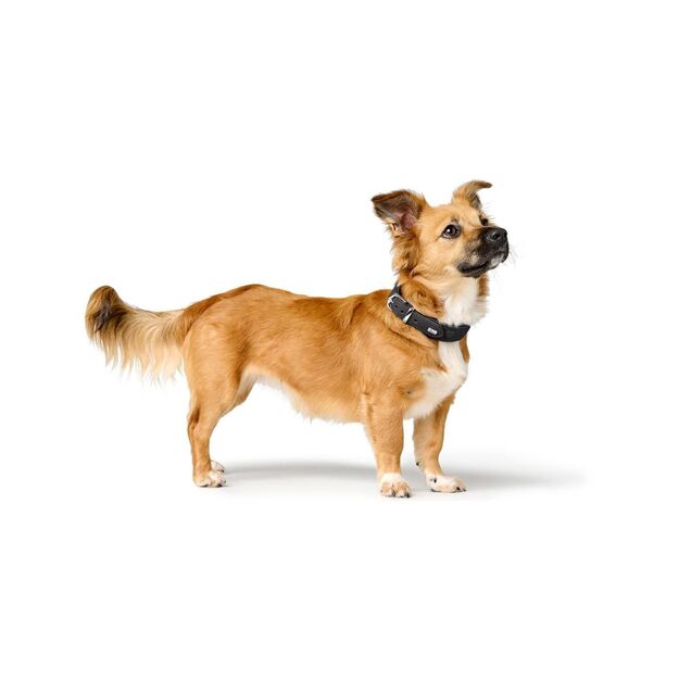 Hunter - Dog collar leather  Soho X Love - 32/XS - Black