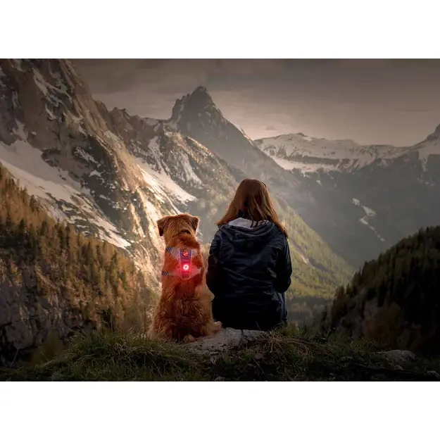 Ezydog - Go2 Dog Light Multicolour