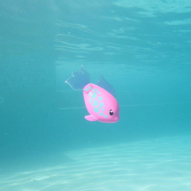 Swims - Rainbow Reef Fish - Rainbow Fish (6072523)