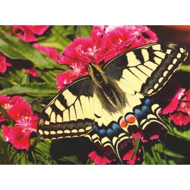 Ravensburger - Butterfly - 500p (12001335)