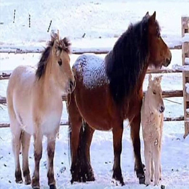 Deimantinis dažymas deimantiniais siuvinėjimo mozaikos rinkiniais 5D 136