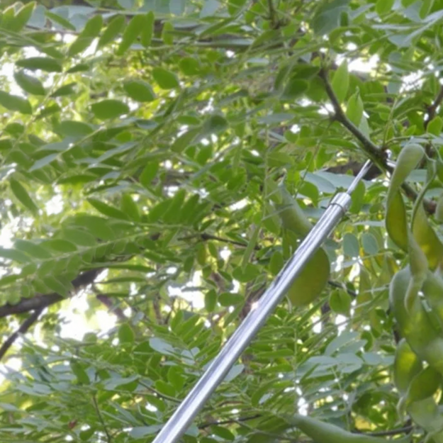 Augļu savācējs Augļu savācējs Teleskopiskais rokturis 400 cm 4 uzgaļi