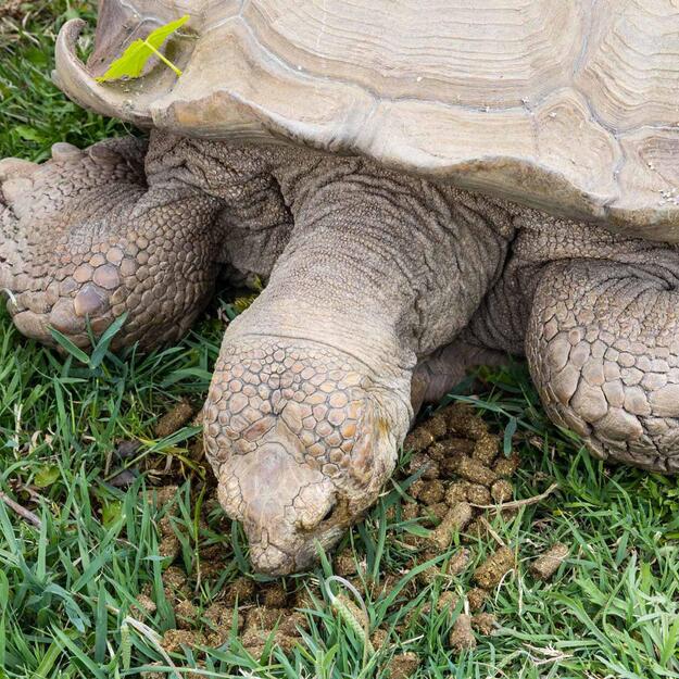 Zoo Med - Natural Grassland Tortoise Food - 22.7kg