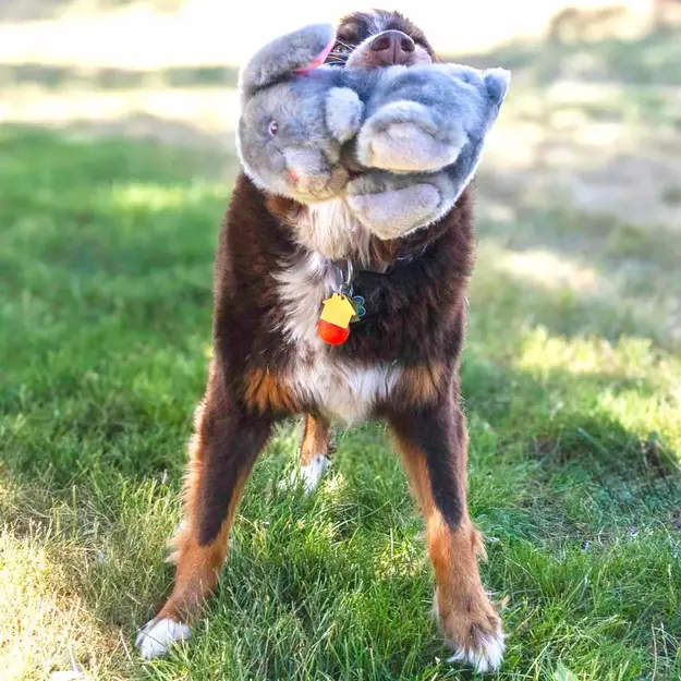 KONG - Toughz Bunny - 24,5x16,5x14cm