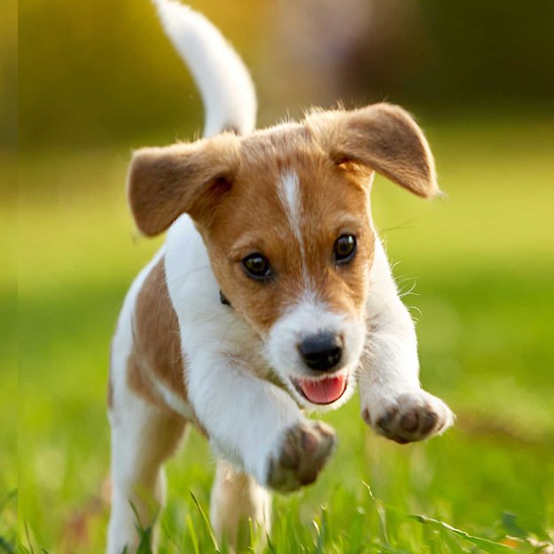 Diamond Painting Diamond Embroidery Mosaic Set 5D 10