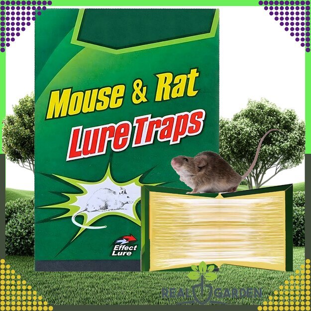 240 vnt. dėžutė. Pelės spąstai žiurkėms ir pelėms. Stiprūs klijai, stipriai kvapnūs lipnūs spąstai.