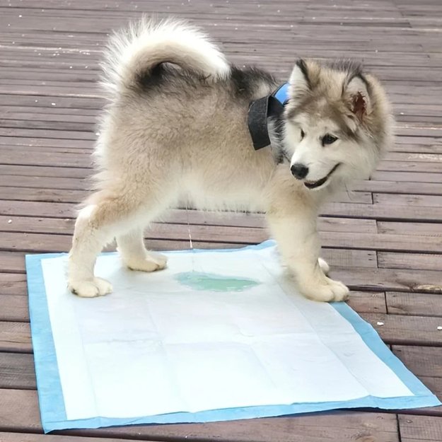 PODKŁADY MATY HIGIENICZNE DLA PSA DO NAUKI SIKANIA 90x60cm GRUBE 100 SZTUK 28
