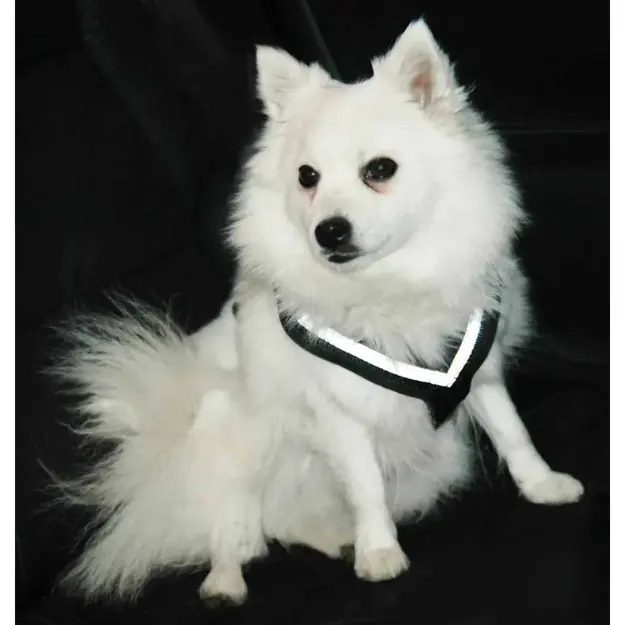 Mim - Allsafe Small <15kg Car harness - crash-tested