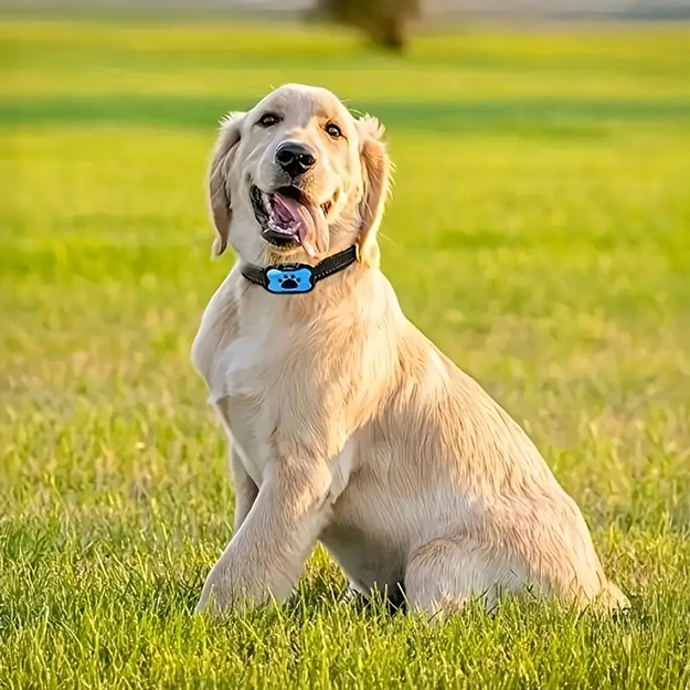 Elektriskā suņu apmācības kakla siksna ūdensizturīgai ganu apkaklei