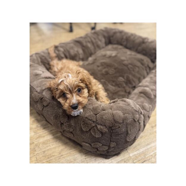 Nordic paws - Percy Dogbed - Brown - 70 x 55 x 17.5 cm 1