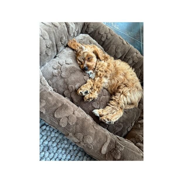 Nordic paws - Percy Dogbed - Brown - 70 x 55 x 17.5 cm 2