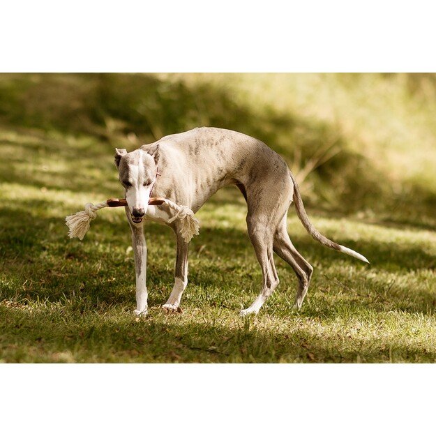 Swaggin Tails - Dog Bone - (SW01-116) 1