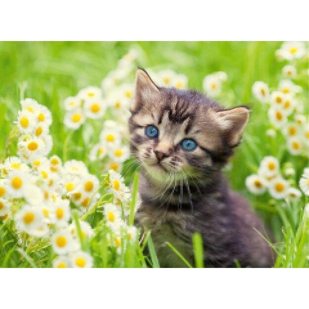 Ravensburger - Puzzle Kitten In The Meadow 500p (12000367) 2