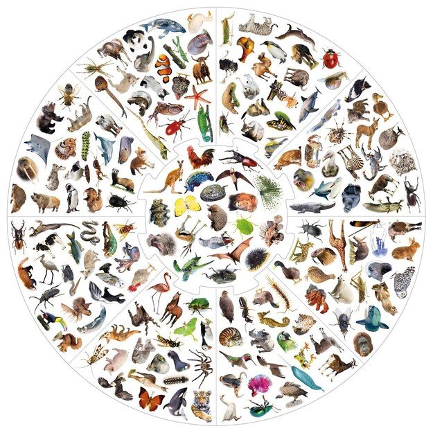Vildkatten - Animals (018975) 1