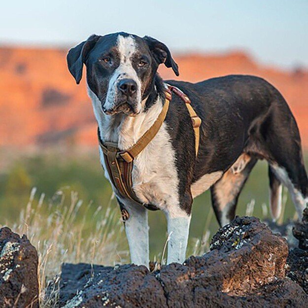 Ezydog - Harness Corduroy Xxl 77-134Cm 41Kg+ - (605.0276) 5