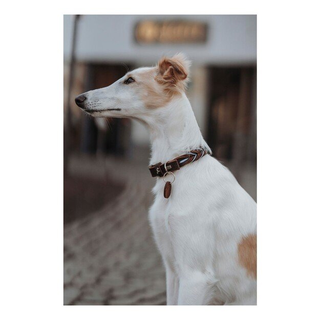 Hunter - Dogcollar Solid Education Cord M-L (60), dark brown/turquoise - (69324) 2