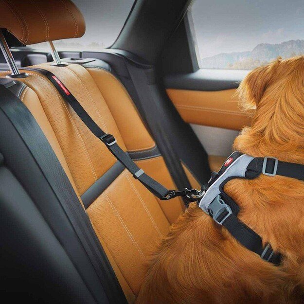 EZYDOG - Click Dog Seat Belt Isofix L - (605.0746) 2