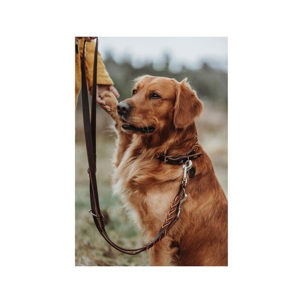 Hunter - Training leash Solid Education Cord 20/200, dark brown/orange - (69325) 1