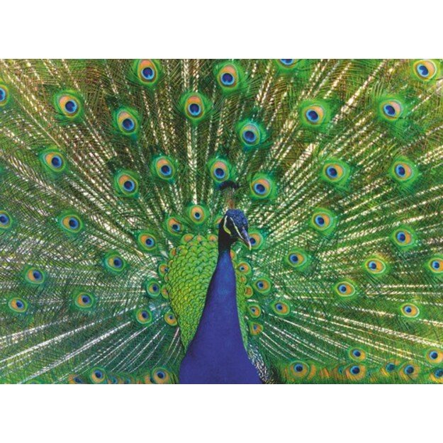 Ravensburger - Peacock - 500p (12001332) 1