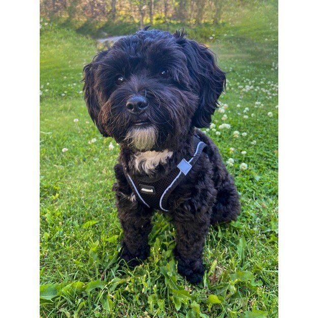 Ozami - Dog Harness Air-Mesh Black XXXS - (605.5040) 3