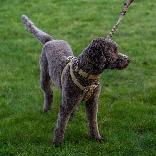 Ezydog - Harness Corduroy Xxs 24-38Cm 1-3Kg - (605.0270) 5